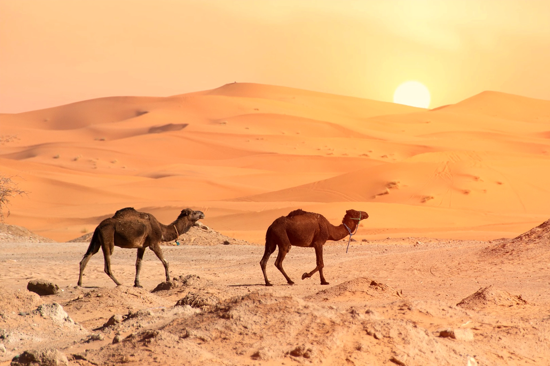 Ultimate 9-Day Sahara and Imperial Cities Discovery Tour