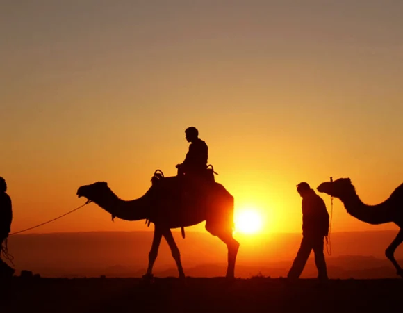 Enchanting Sunset Camel Ride in the Palm Grove of Marrakech