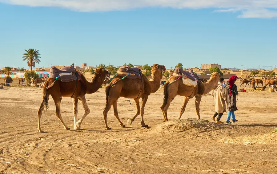 camel ride in marrakech morocco