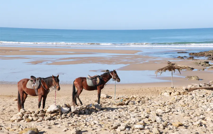 essaouira horse riding