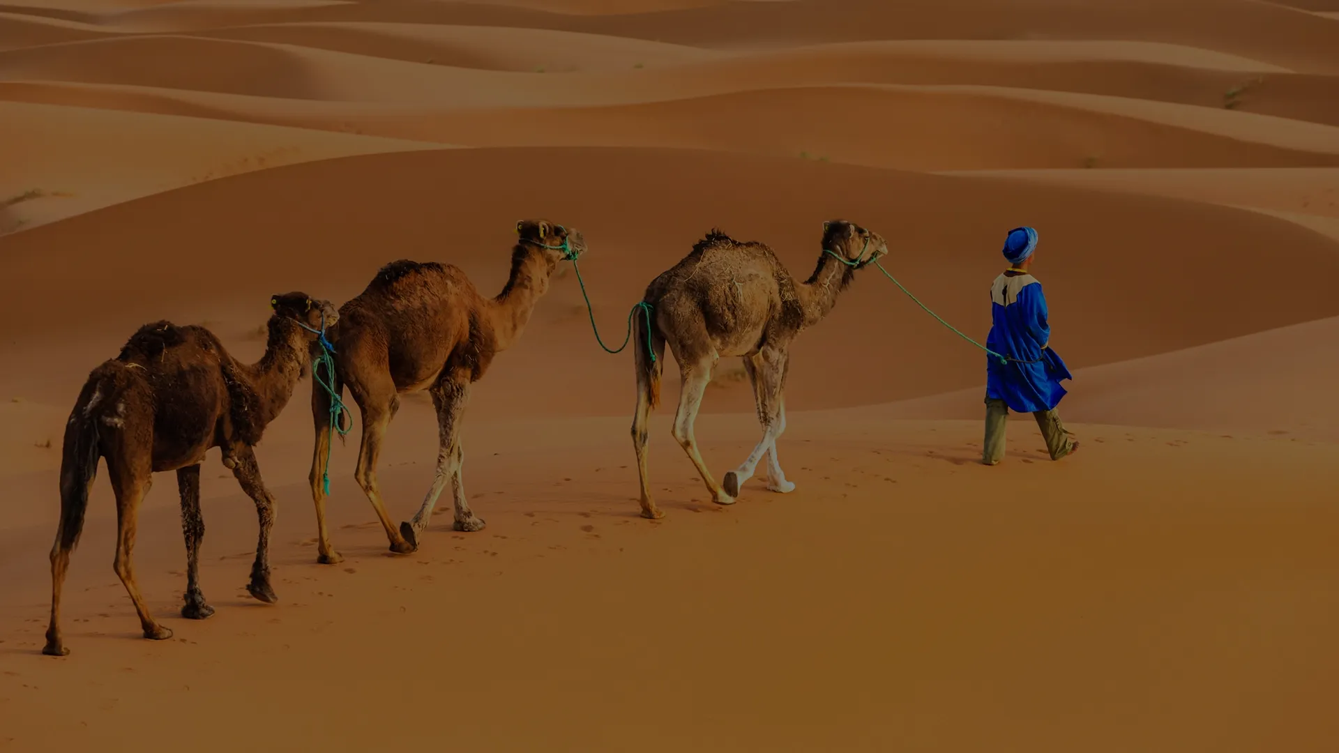 Morocco Desert Tours & Excursions camels