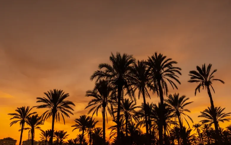 sunset palmerie morocco